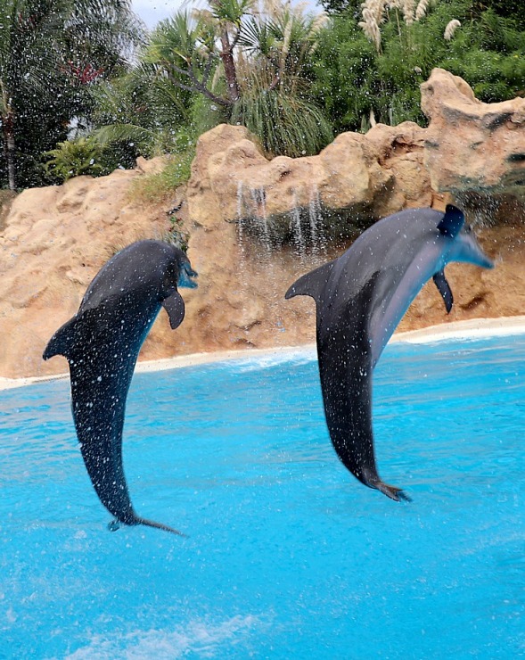 Travelnews.lv apmeklē delfīnu izrādi Tenerifes zooloģiskajā dārzā «Loro Parque». Sadarbībā ar Tez Tour un airBaltic 329946