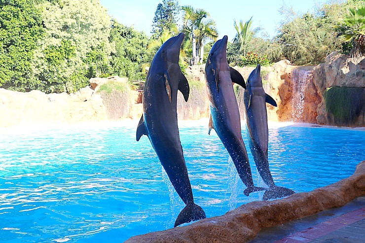 Travelnews.lv apmeklē delfīnu izrādi Tenerifes zooloģiskajā dārzā «Loro Parque». Sadarbībā ar Tez Tour un airBaltic 329930