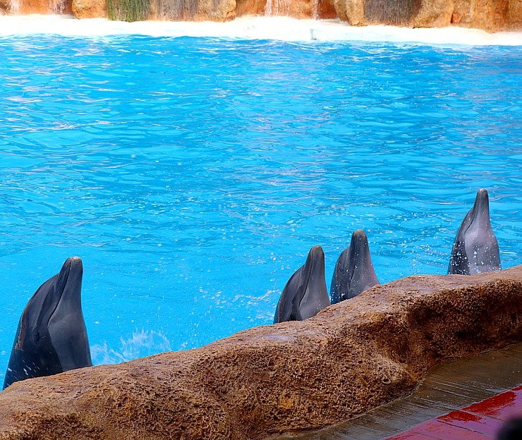 Travelnews.lv apmeklē delfīnu izrādi Tenerifes zooloģiskajā dārzā «Loro Parque». Sadarbībā ar Tez Tour un airBaltic 329948