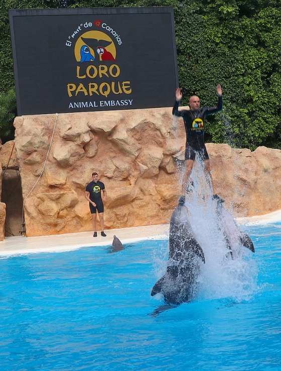 Travelnews.lv apmeklē delfīnu izrādi Tenerifes zooloģiskajā dārzā «Loro Parque». Sadarbībā ar Tez Tour un airBaltic 329936
