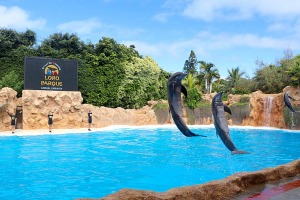 Travelnews.lv apmeklē delfīnu izrādi Tenerifes zooloģiskajā dārzā «Loro Parque». Sadarbībā ar Tez Tour un airBaltic 1