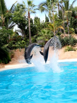 Travelnews.lv apmeklē delfīnu izrādi Tenerifes zooloģiskajā dārzā «Loro Parque». Sadarbībā ar Tez Tour un airBaltic 15