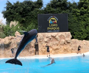 Travelnews.lv apmeklē delfīnu izrādi Tenerifes zooloģiskajā dārzā «Loro Parque». Sadarbībā ar Tez Tour un airBaltic 16