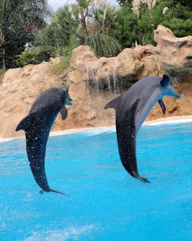 Travelnews.lv apmeklē delfīnu izrādi Tenerifes zooloģiskajā dārzā «Loro Parque». Sadarbībā ar Tez Tour un airBaltic 18