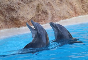 Travelnews.lv apmeklē delfīnu izrādi Tenerifes zooloģiskajā dārzā «Loro Parque». Sadarbībā ar Tez Tour un airBaltic 19