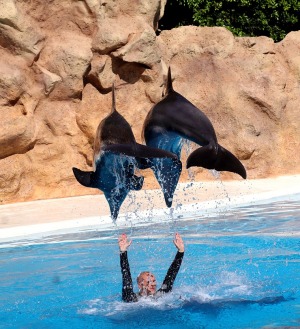 Travelnews.lv apmeklē delfīnu izrādi Tenerifes zooloģiskajā dārzā «Loro Parque». Sadarbībā ar Tez Tour un airBaltic 6