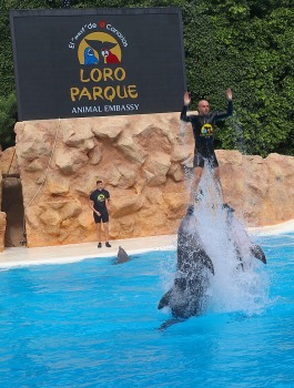 Travelnews.lv apmeklē delfīnu izrādi Tenerifes zooloģiskajā dārzā «Loro Parque». Sadarbībā ar Tez Tour un airBaltic 8