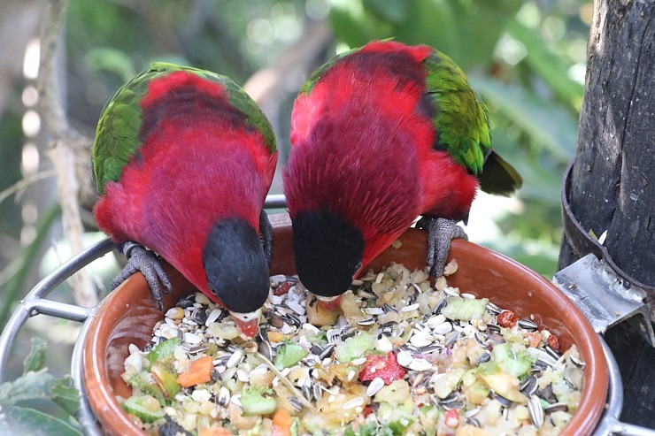 Tenerifes zooloģiskais dārzs «Loro Parque» vispirms slavējas ar papagaiļiem. Sadarbībā ar Tez Tour un airBaltic 330048