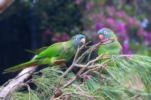 Tenerifes zooloģiskais dārzs «Loro Parque» vispirms slavējas ar papagaiļiem. Sadarbībā ar Tez Tour un airBaltic 2