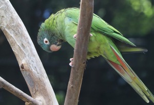 Tenerifes zooloģiskais dārzs «Loro Parque» vispirms slavējas ar papagaiļiem. Sadarbībā ar Tez Tour un airBaltic 16
