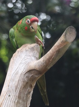 Tenerifes zooloģiskais dārzs «Loro Parque» vispirms slavējas ar papagaiļiem. Sadarbībā ar Tez Tour un airBaltic 17
