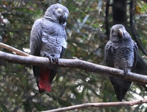 Tenerifes zooloģiskais dārzs «Loro Parque» vispirms slavējas ar papagaiļiem. Sadarbībā ar Tez Tour un airBaltic 19