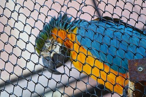 Tenerifes zooloģiskais dārzs «Loro Parque» vispirms slavējas ar papagaiļiem. Sadarbībā ar Tez Tour un airBaltic 1