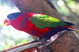Tenerifes zooloģiskais dārzs «Loro Parque» vispirms slavējas ar papagaiļiem. Sadarbībā ar Tez Tour un airBaltic 22