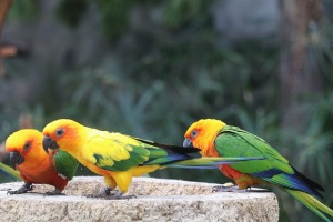 Tenerifes zooloģiskais dārzs «Loro Parque» vispirms slavējas ar papagaiļiem. Sadarbībā ar Tez Tour un airBaltic 3