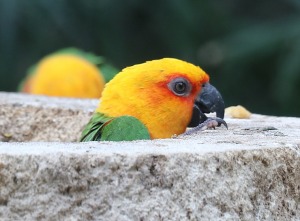 Tenerifes zooloģiskais dārzs «Loro Parque» vispirms slavējas ar papagaiļiem. Sadarbībā ar Tez Tour un airBaltic 4