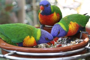 Tenerifes zooloģiskais dārzs «Loro Parque» vispirms slavējas ar papagaiļiem. Sadarbībā ar Tez Tour un airBaltic 5