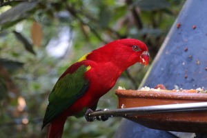 Tenerifes zooloģiskais dārzs «Loro Parque» vispirms slavējas ar papagaiļiem. Sadarbībā ar Tez Tour un airBaltic 7