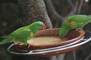 Tenerifes zooloģiskais dārzs «Loro Parque» vispirms slavējas ar papagaiļiem. Sadarbībā ar Tez Tour un airBaltic 8