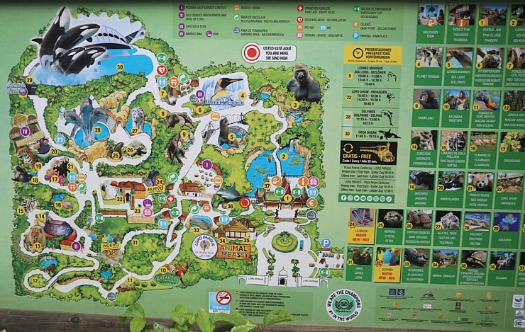 Tenerifes zooloģiskais dārzs «Loro Parque» tiek uzskatīts par labāko pasaulē. Sadarbībā ar Tez Tour un airBaltic 330267