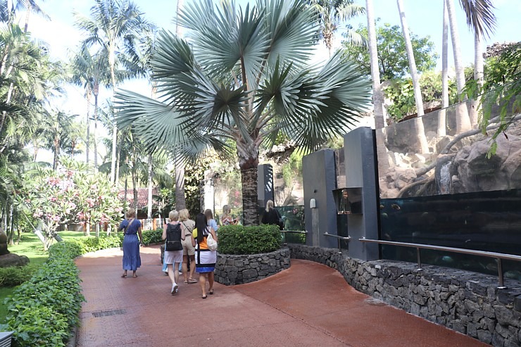 Tenerifes zooloģiskais dārzs «Loro Parque» tiek uzskatīts par labāko pasaulē. Sadarbībā ar Tez Tour un airBaltic 330270