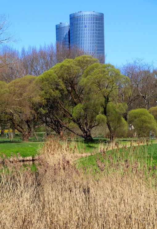 Pārdaugavā, viesnīcas «Bellevue Park Hotel Riga» parka tuvumā, sāk ziedēt sakuras 335332
