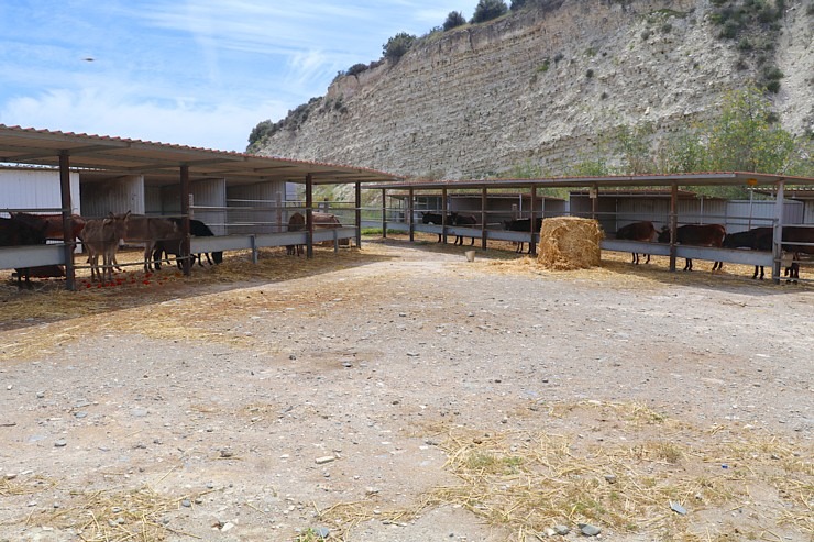 Travelnews.lv apmeklē ēzeļu fermu «Agroktima Agios Georgios» Kiprā 335637