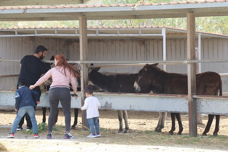 Travelnews.lv apmeklē ēzeļu fermu «Agroktima Agios Georgios» Kiprā 335643