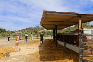 Travelnews.lv apmeklē ēzeļu fermu «Agroktima Agios Georgios» Kiprā 10