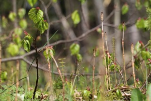 Pavasaris ar lielu spēku ienāk Latgales dabā 28