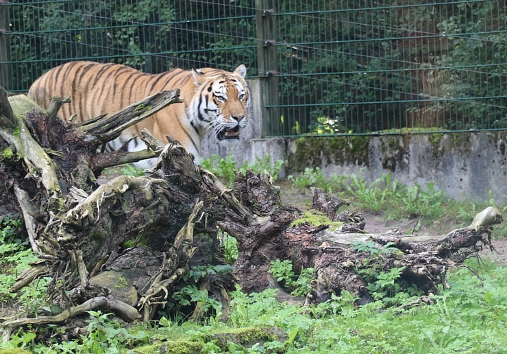 Travelnews.lv iesaka apmeklēt Rīgas Nacionālo zooloģisko dārzu izziņai un pastaigai 343567