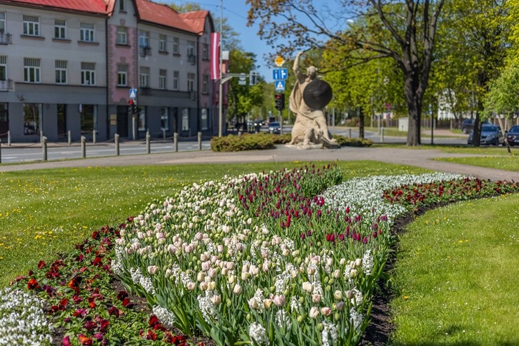 Latvijas kūrortpilsētā Jūrmalā krāšņi zied gandrīz 80 tūkstoši puķu stādu. Foto: Artis Veigurs 353732