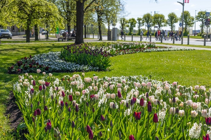 Latvijas kūrortpilsētā Jūrmalā krāšņi zied gandrīz 80 tūkstoši puķu stādu. Foto: Artis Veigurs 353733