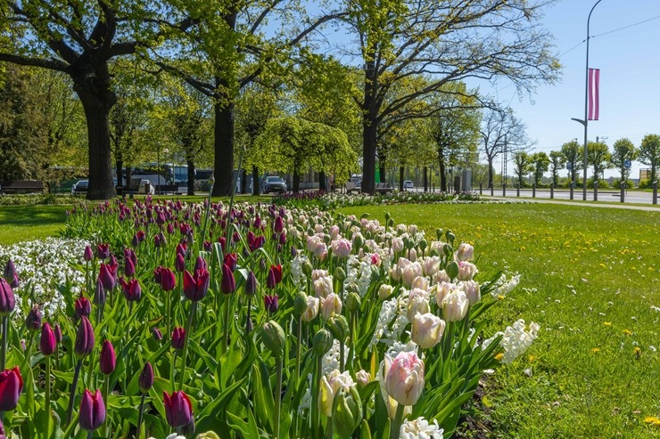 Latvijas kūrortpilsētā Jūrmalā krāšņi zied gandrīz 80 tūkstoši puķu stādu. Foto: Artis Veigurs 353737