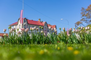 Latvijas kūrortpilsētā Jūrmalā krāšņi zied gandrīz 80 tūkstoši puķu stādu. Foto: Artis Veigurs 3