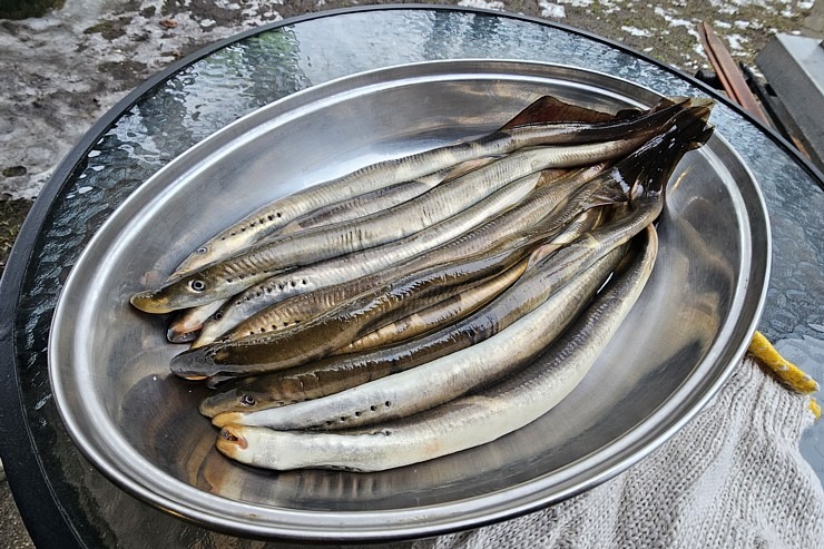 Apmeklējam Carnikavas nēģu degustāciju un iepazīst