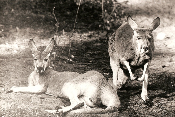 Rīgas ZOO 113! Ieskats vēsturiskās bildēs - Foto