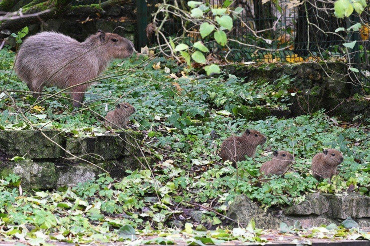 Te nu viņi ir - Rīgas ZOO mazie kapibarēni - Foto