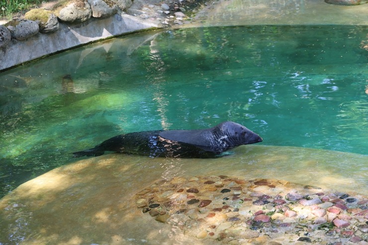 Rīga ZOO uzsāk «Himalaju» ekspozīcijas būvniecību, netraucējot apmeklētāju plūsmai un dzīvniekiem 393293