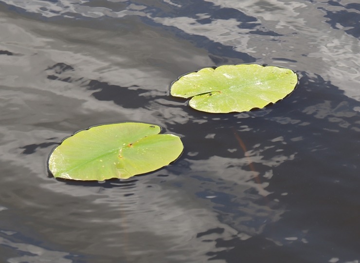 Izbaudām SUP dēļu braucienu no Brocēnu puses Cieceres ezerā 393561