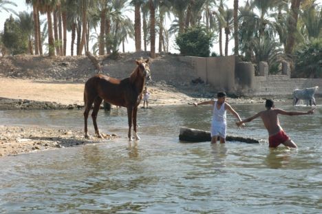 Zirgu pelde Luksorā 19200