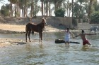 Zirgu pelde Luksorā 12