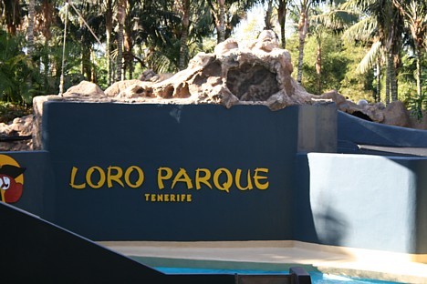 Loro parks tiek dēvēts arī par papagaiļu parku, jo tajā dzīvo vairāk nekā 340 šo raibo putnu sugu, kopumā – vairāk nekā 3500 papagaiļu Loro parks tiek dēvēts arī par papagaiļu parku, jo tajā dzīvo vairāk nekā 340 šo raibo putnu sugu, kopumā – vairāk nekā 3500 papagaiļu 19851