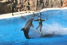 Cirka mākslinieks pārvietojas uz 2 delfīnu purniem un trešais atmuguriski skrien pa priekšu 7
