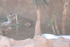Parks piedāvā arī baltu tīgeri, kurš fotografēšanas brīdi bija paslēpies no saules stariem uz pusdienu snaudienu 10