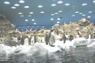 Parkā ir iekārtots pasaulē lielākais pingvinārijs 14