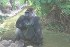 Starp lepnajiem tropu augiem lieliski jūtas arī sešas gorillas, kas pirms dažiem gadiem tika atvestas no dažādiem Eiropas zooloģiskajiem dārziem kā dz 16