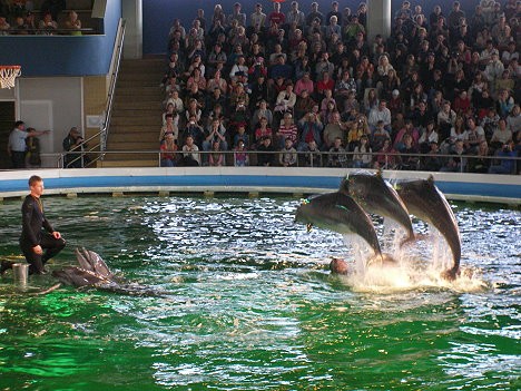 Delfinārijā pavisam dzīvo 8 delfīni, kas ar šoviem priecē apmeklētājus