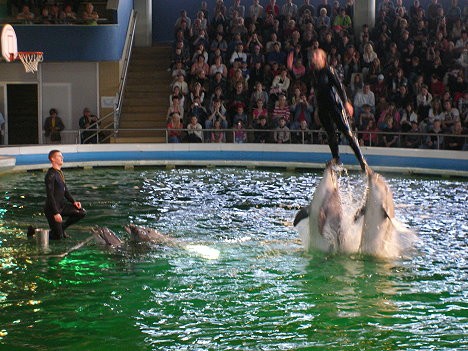 Delfīnu šovs ilgst 45 minūtes. Delfīnu šovi notiek katru dienu noteiktos laikos: 12.00 un 15.00