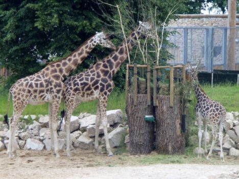 Zooloģiskā dārza lepnums - trīs Rotšilda žirafes no Centrālāfrikas 23345